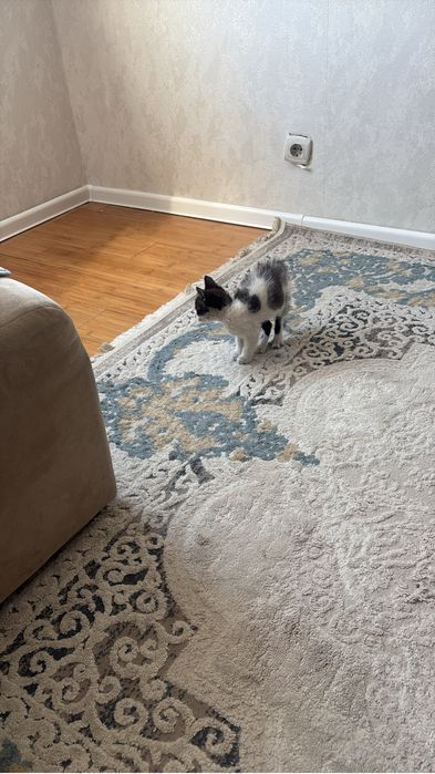 Отдам в добрые руки котенка