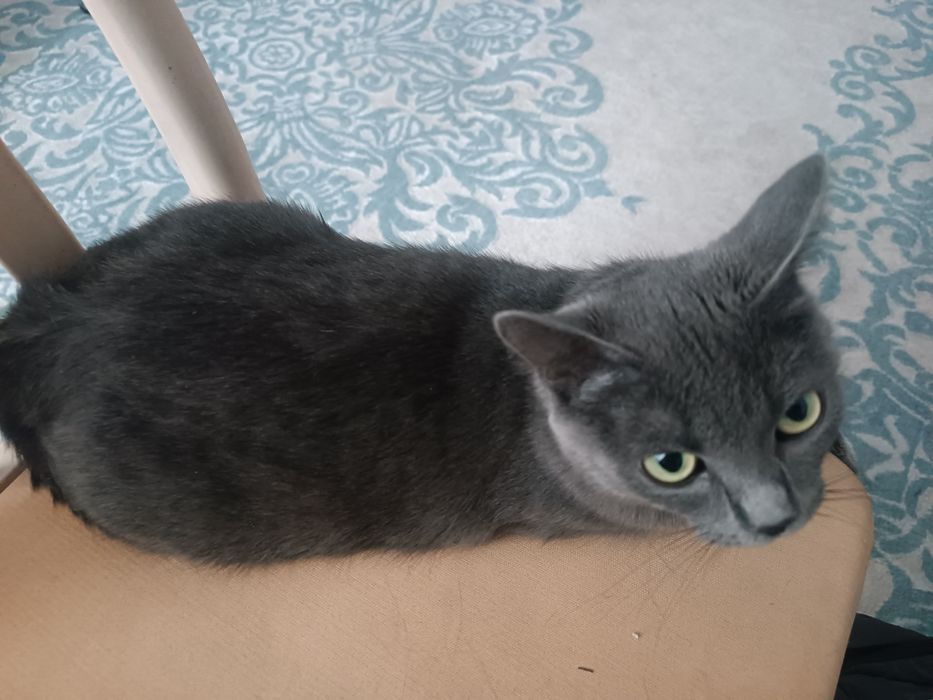 кошка прямоухая взрослая