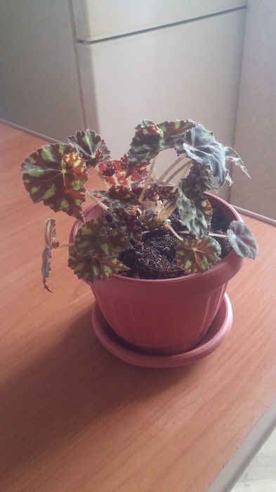 Бегония  комнатная