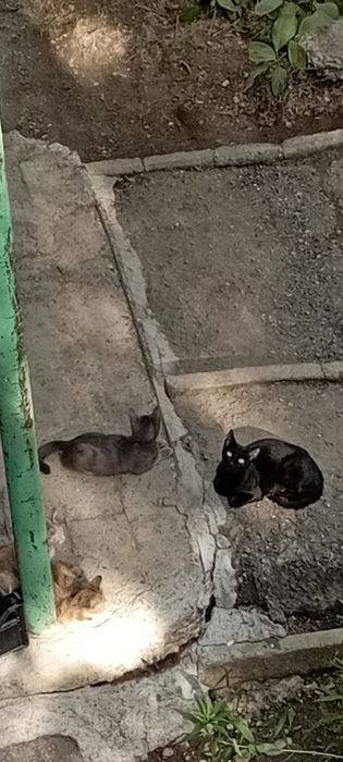 Котята от знаменитой Грэи