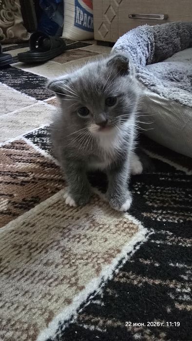 Отдам котят, девочка и мальчик