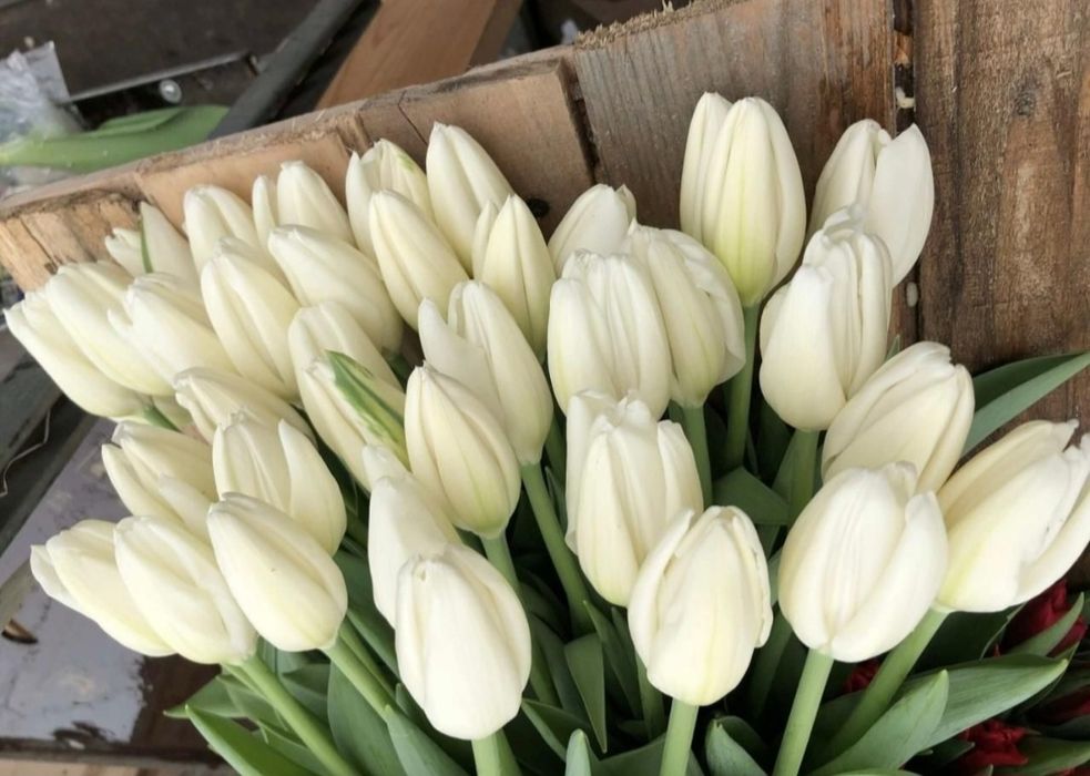 Тюльпаны оптом и в роз