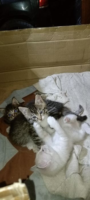 Бесплатно! Котята