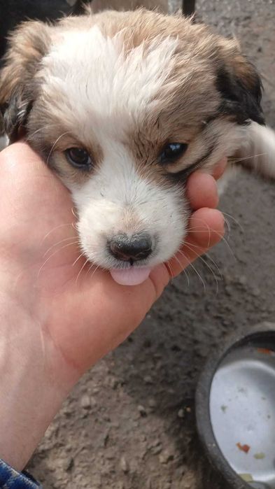 Ищем хозяина для щенят