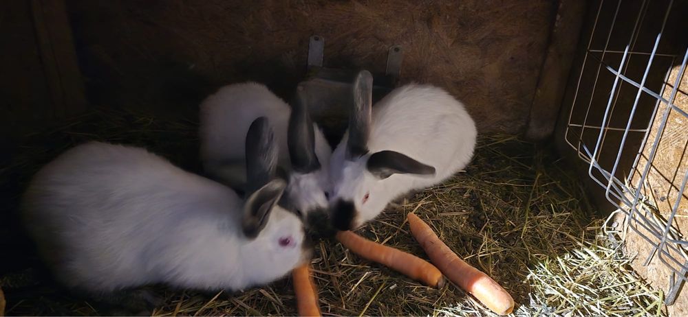 Vand iepuri urias de transilvania