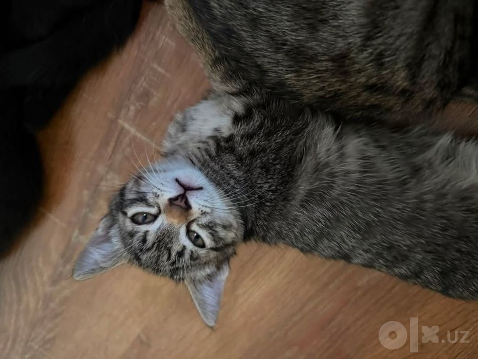 Котята трехмесячные