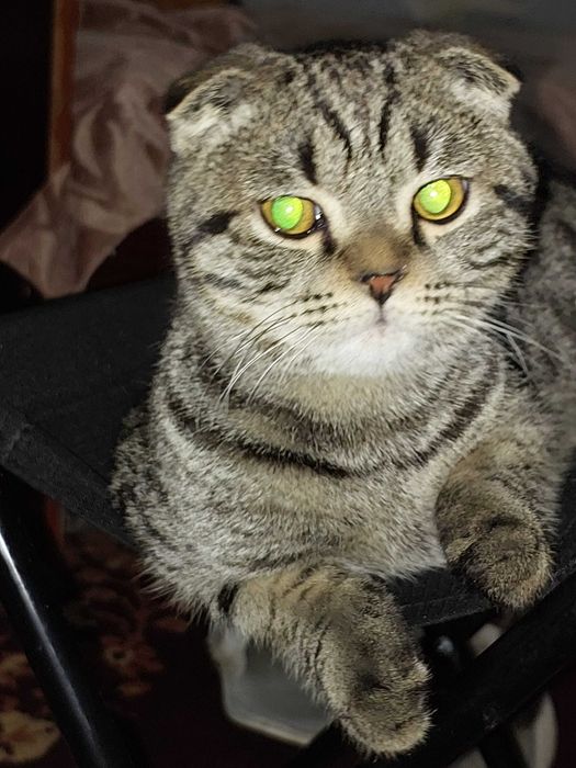 Взрослый породистый шотландский кот