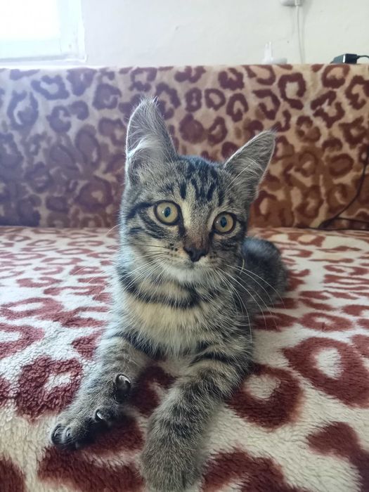 Отдам котенок девочка 500тг