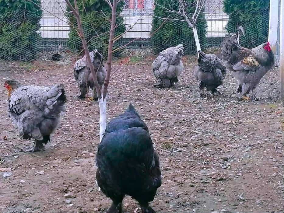 Vând oua brahma pentru incubat