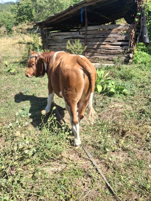 Vand taur baltat românesc