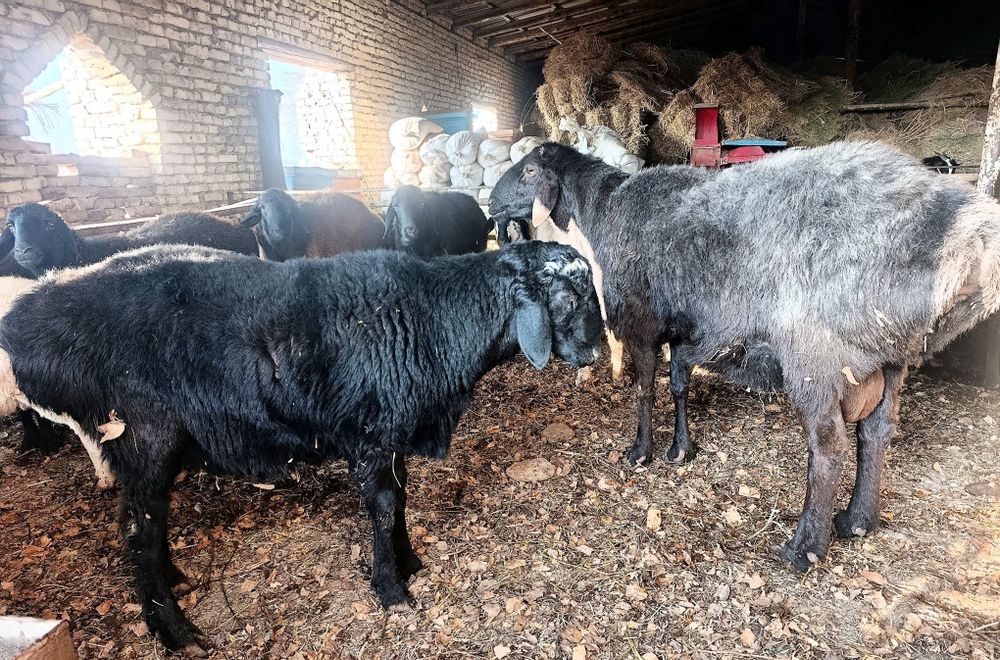 Yirik Qoʻchqor nasldor va  Barra Qoʻchqorlar sotiladi