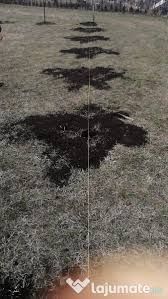 Gauri gard ,spalieri, copaci ,arbuști,tuia,