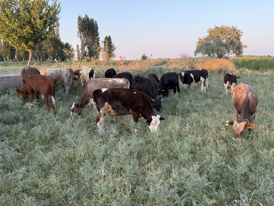 Бычок подсос еркек бұзау бұқа