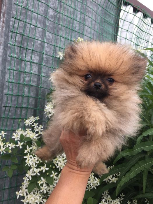 щенки шпица