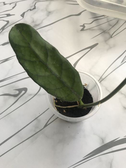 Экзотические хойи