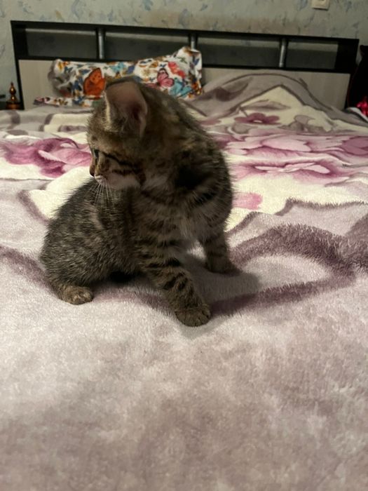 Котята, отдам в добрые руки