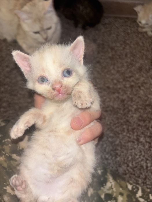 Отдам котят 4 пацана 1 девочка