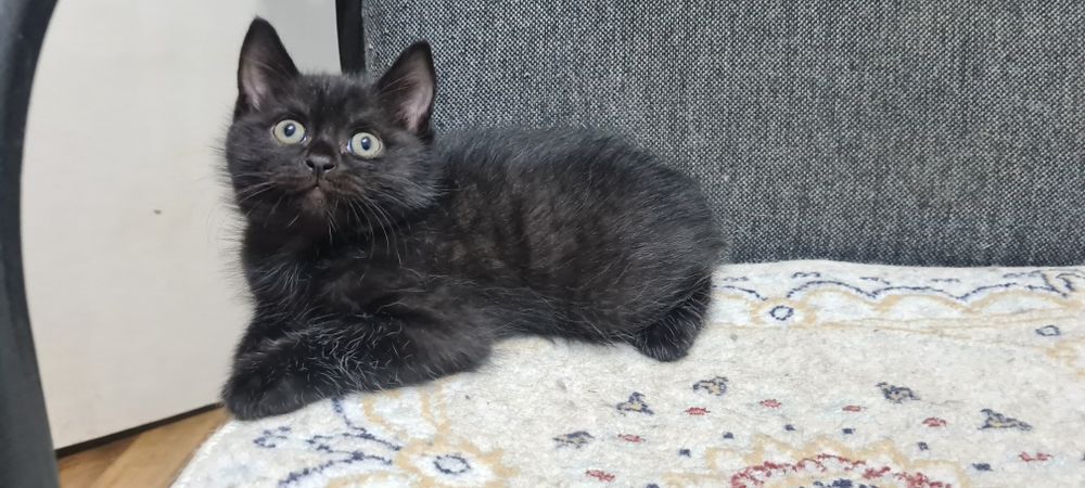 Отдам красивого котенка