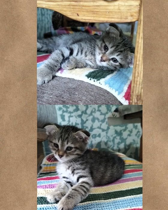 Продаются котята
