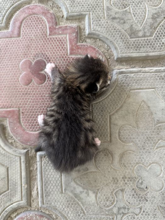 Курильский бобтейл кошка