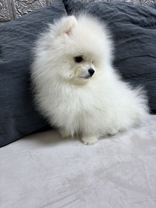 Продается щенок  белого шпица