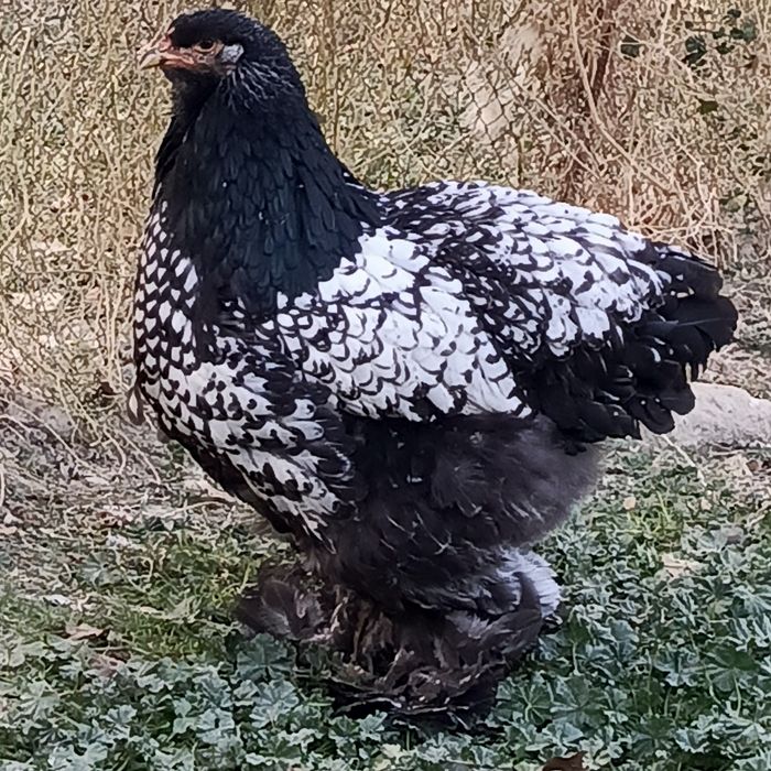 Brama svetliy tyomni pux qora nuqtali tuxumlari sotiladi