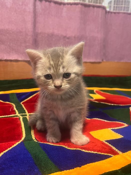 Вислоухие котята