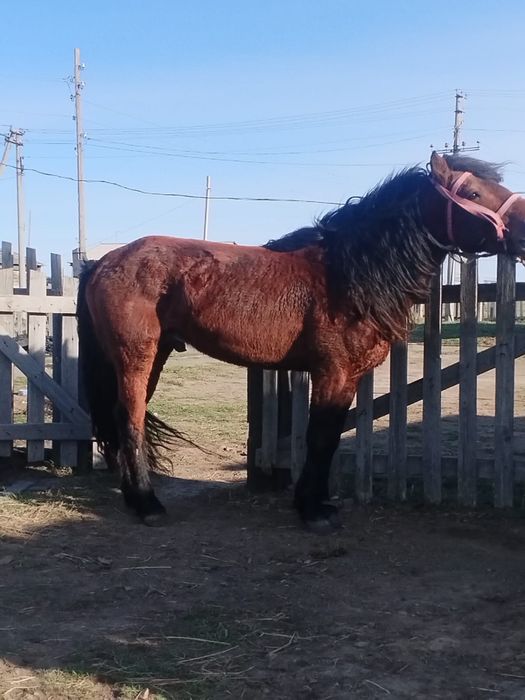 Жылқы сатылады қазақи