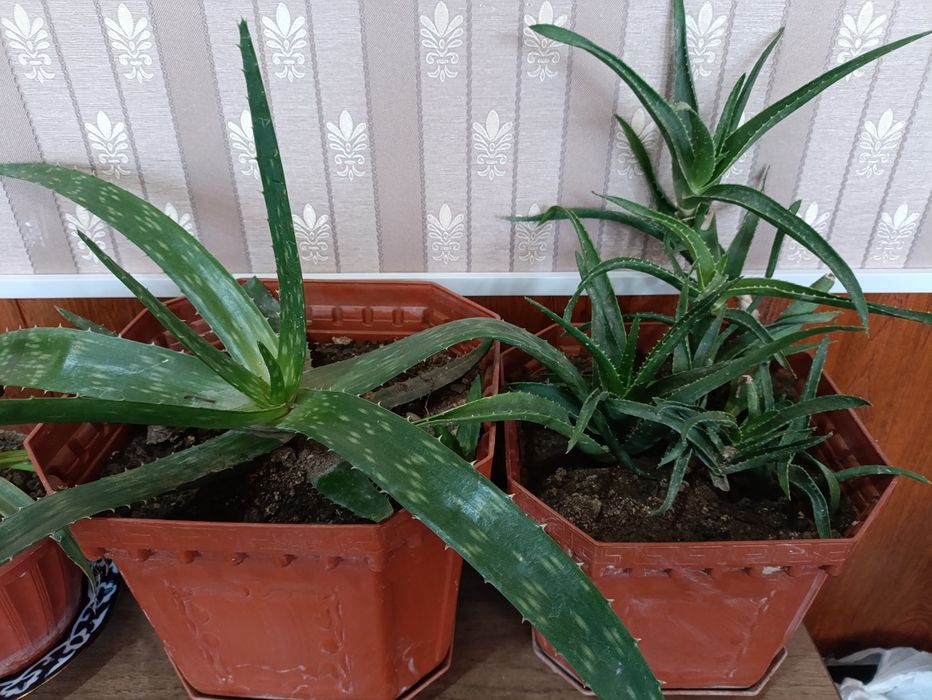 Xonaki Gullar tuvakda