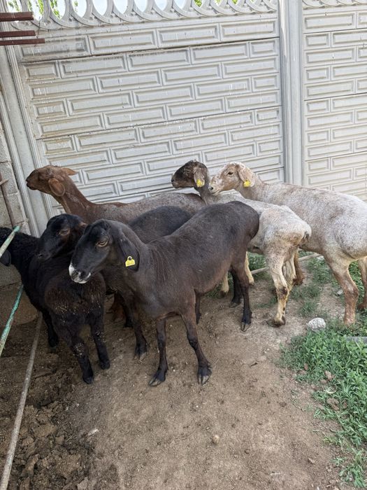 Продам откормленных баранов