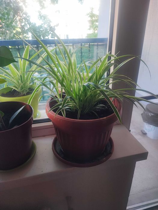 Продавам цветя Хлорофитум (зелена лилия)