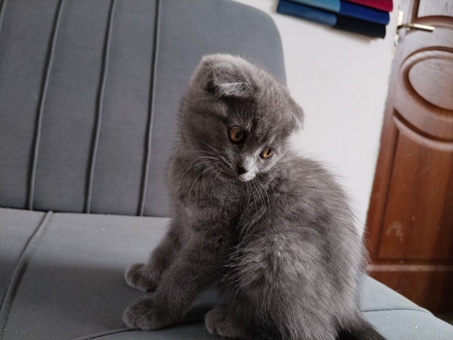 Котята шотландские