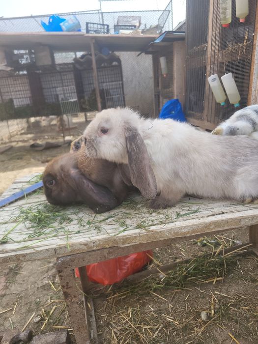 Iepuri berbec german