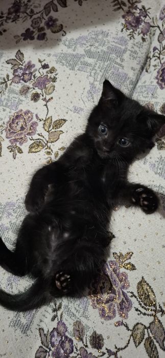 Отдам котёнка в добрые руки