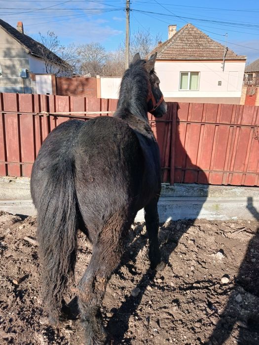 Vand doi manji blânzi!