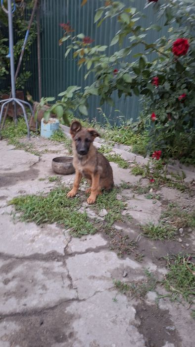 Чистокровная щенок Немецкий Овчарка