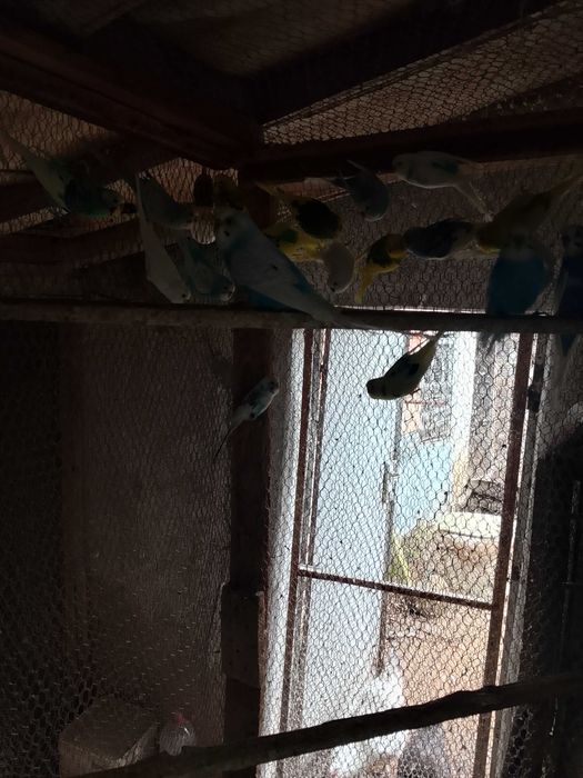 Продавам вълнисти папагали