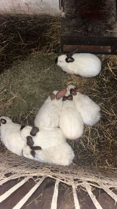 vând iepuri californian!