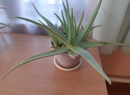 Много комнатных цветов