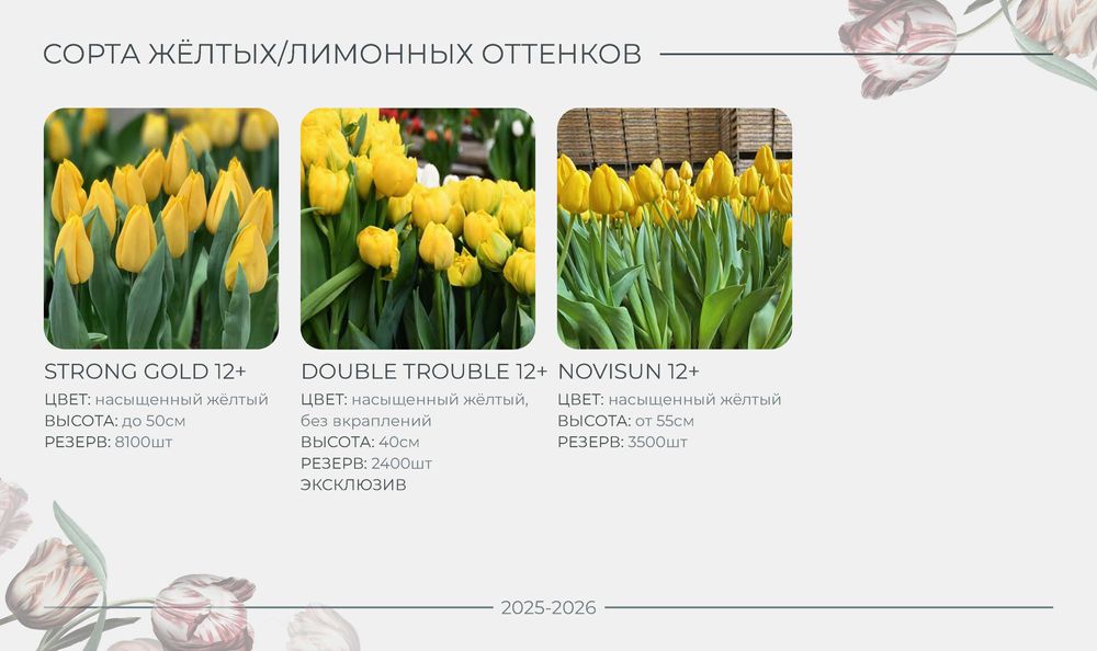 ПРОДАЖА/РАННЕЕ бронирование тюльпана на 8 МАРТА