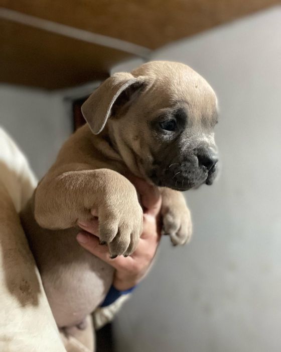 Американский булли