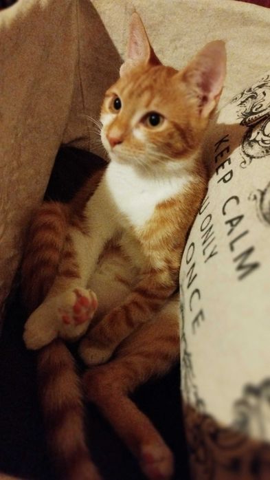 Подарявам женско коте