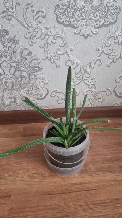 Цветы комнатные срочно продам от 2000тг до 5000тг.