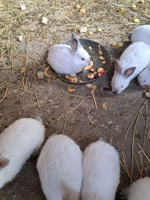 Продаются домашние кролики