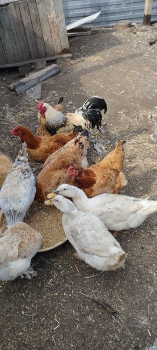 Продам курей и петухов