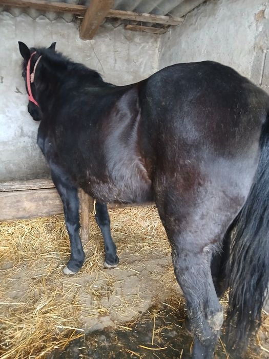 Vand iapă foarte cuminte