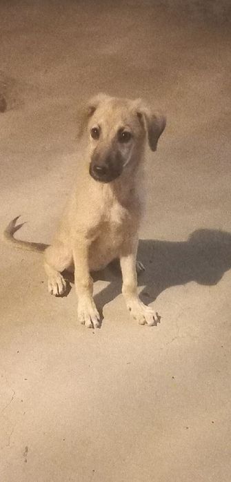 Кушик кыз, жаксы карайтын, жаксы колларга бесплатно бериледи.