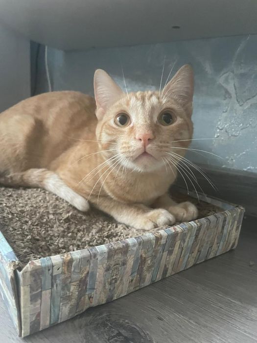 Отдам котика в добрые руки