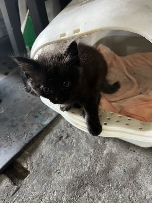 Отдам котят в добрые руки