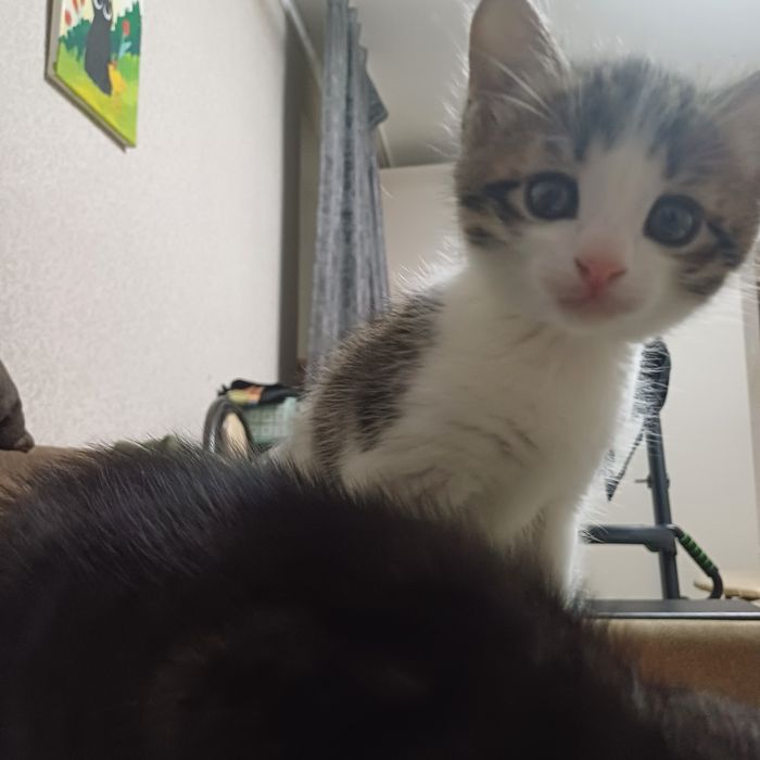 котята в любящие руки